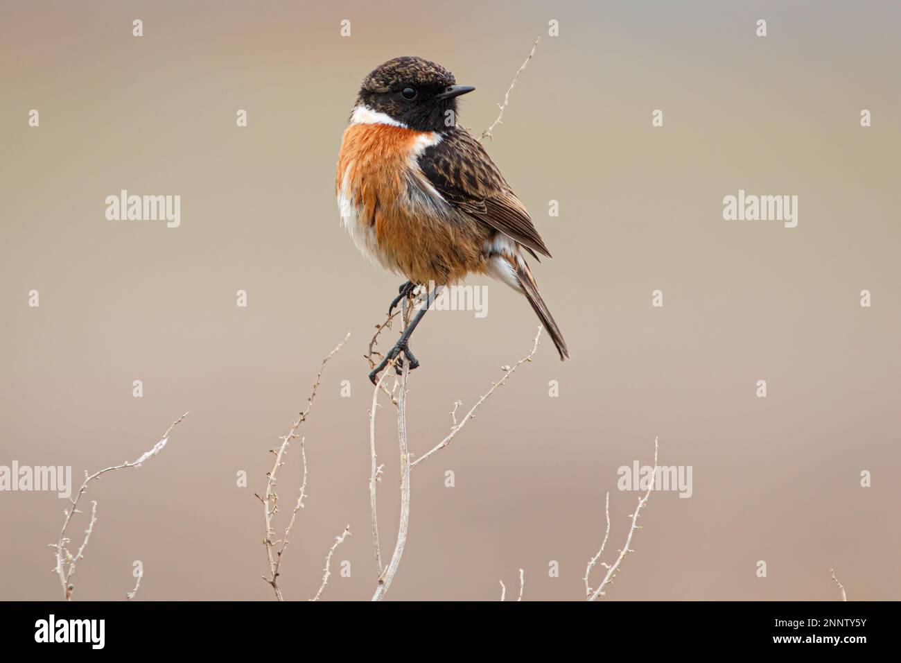 Common stonechat bird on hi-res stock photography and images - Alamy
