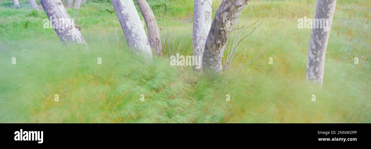 Long exposure shot of sycamore trees and grass, Dripping Springs Campground, Cleveland National Forest, Aguanga, California, USA Stock Photo