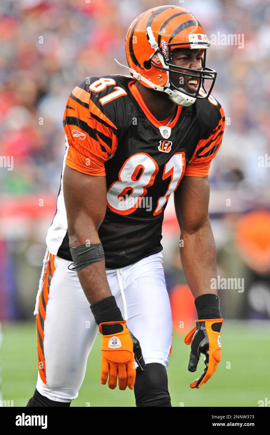 terrell owens bengals