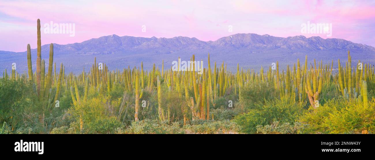Cardon (Pachycereus pringlei) cacti with the Sierra De La Laguna Mountains, La Ventana, Baja California Sur, Mexico Stock Photo
