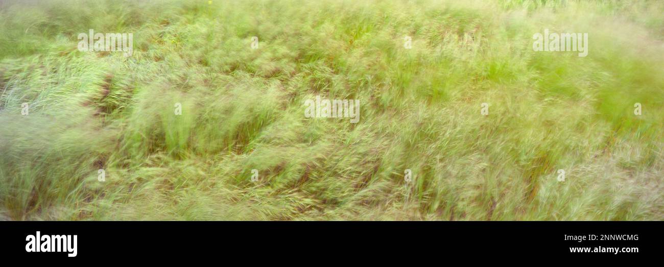 Long exposure shot of swaying grass, Cleveland National Forest, Aguanga, California, USA Stock Photo