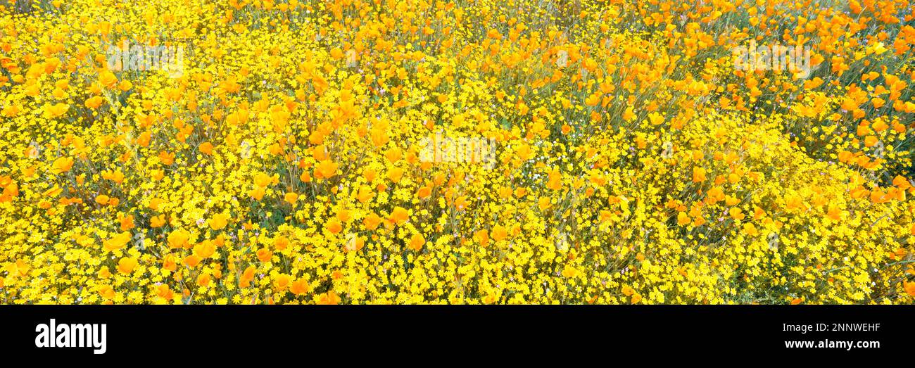 Wildflower super bloom, Temescal Mountains, Riverside County, California, USA Stock Photo
