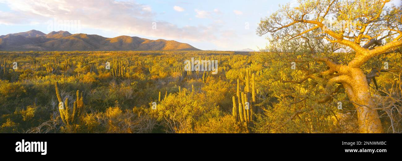 Elephant tree or torote (Bursera microphylla) and cordon cacti, Baja California Sur, Mexico Stock Photo