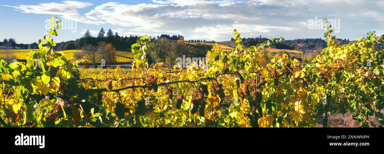 Grape vines in Zenith Vineyard, Amity, Willamette Valley, Oregon, USA Stock Photo