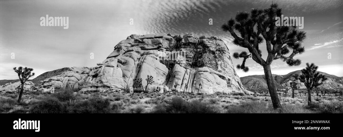 Joshua trees (Yucca brevifolia) in desert in black and white, Joshua Tree National Park