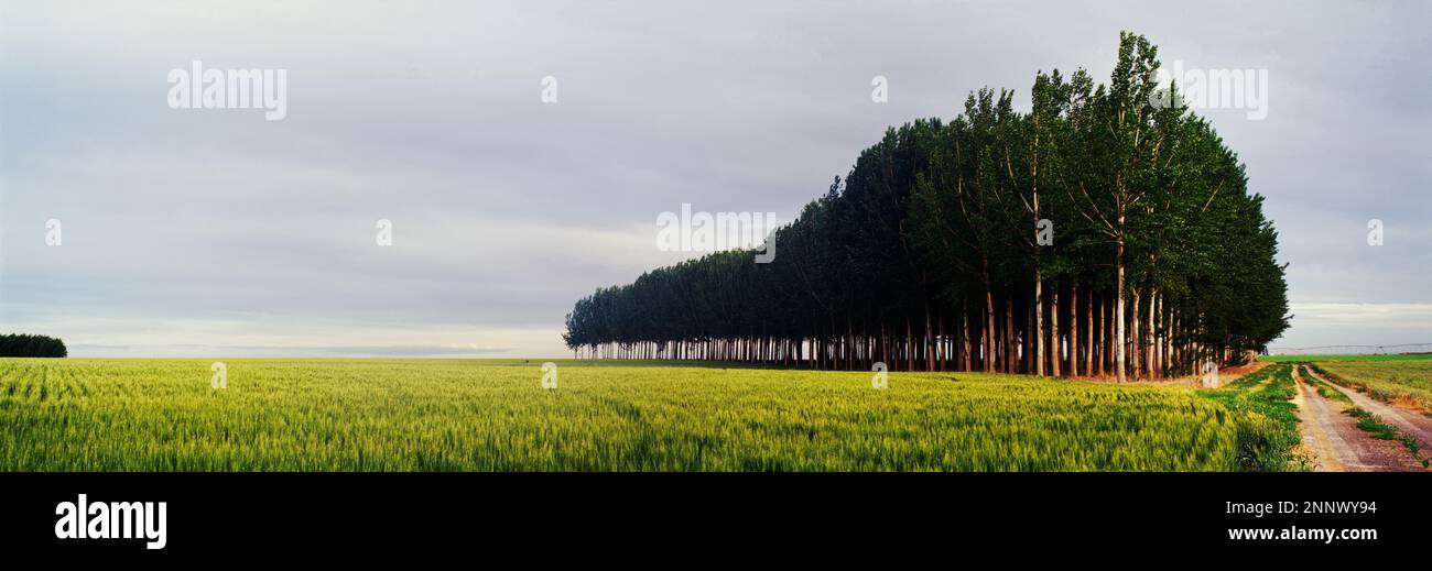 Rural area with green field and trees, Palouse, Washington State, USA