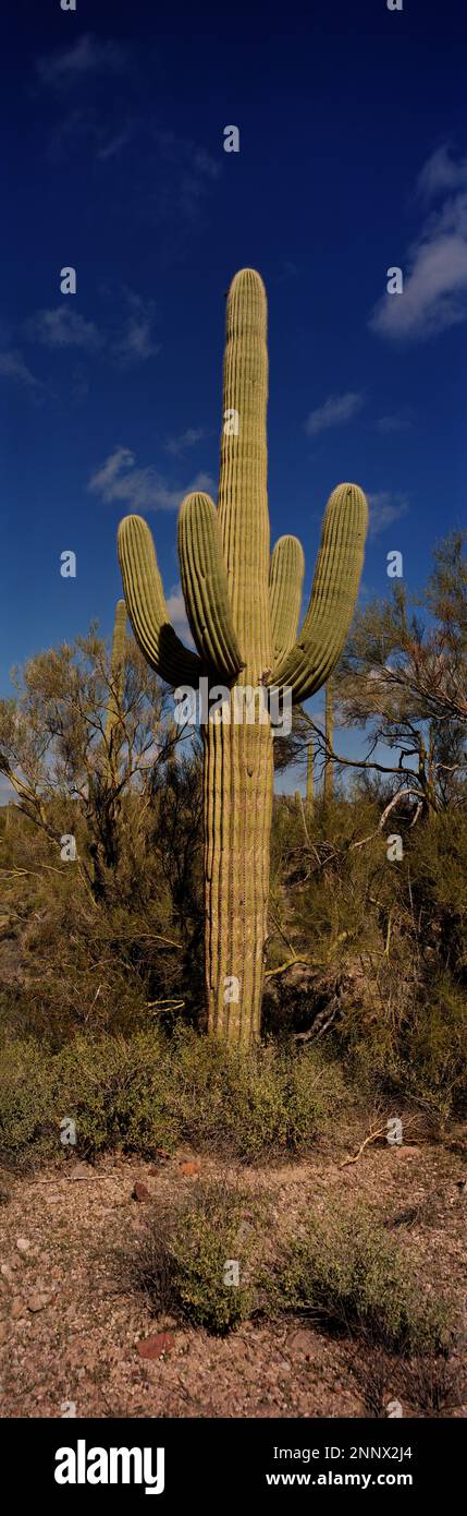 Saguaro cactus (Carnegiea gigantea), Arizona, USA Stock Photo