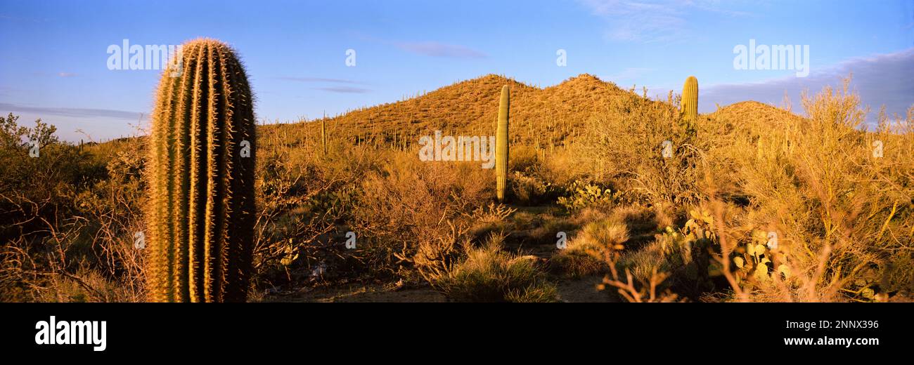 Scenery with cacti in desert Stock Photo