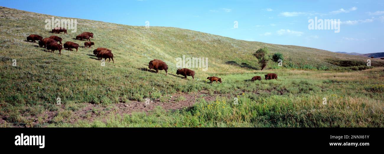 Herd of American Bison going up a grassy hill, Black Hills, South Dakota, USA Stock Photo