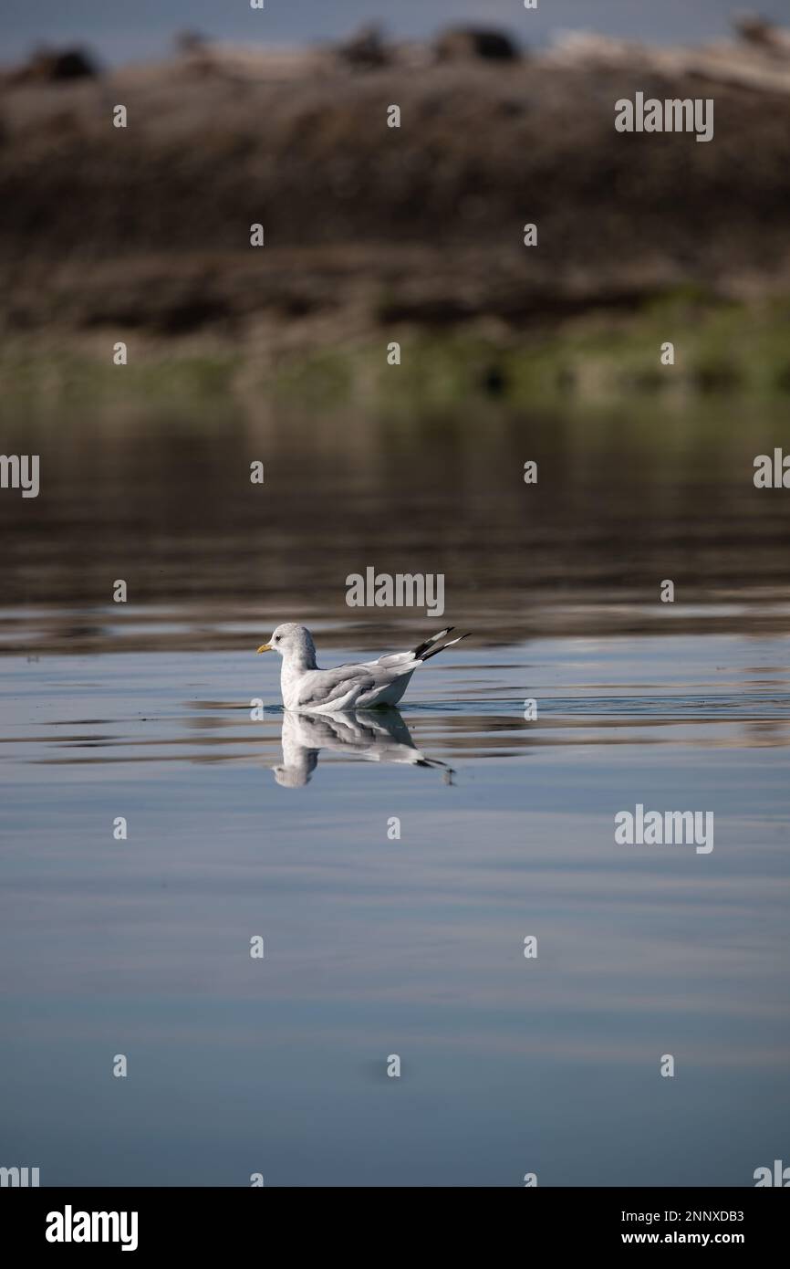 A short-billed gull formerly known as mew gull swimming in water with its reflection near a rocky shore, Gulf Island National Marine Park, Canada Stock Photo