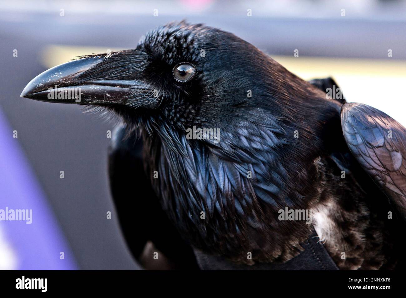 19 December 2010: A Raven watches the Baltimore Ravens 30-24 victory over  the New Orleans Saints at M & T Bank Stadium in Baltimore, MD. (Icon  Sportswire via AP Images Stock Photo - Alamy