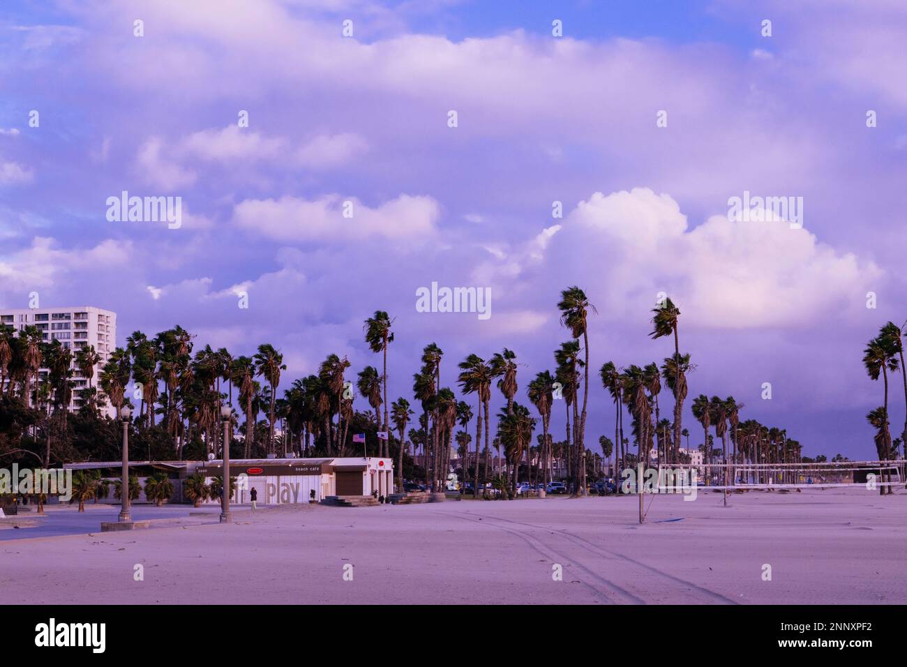 Palm trees across beach, Zuma Beach, Malibu, California, USA Stock Photo