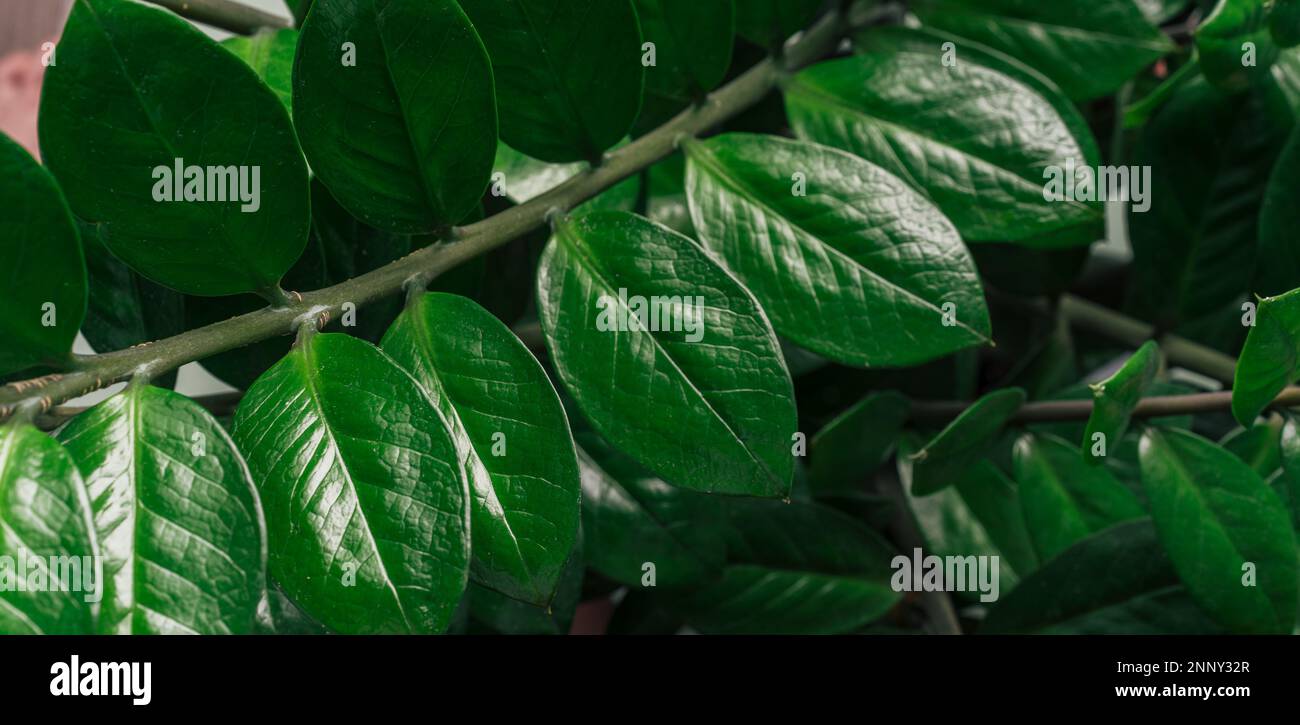 Background of branches with zamiokulkas leaves Stock Photo