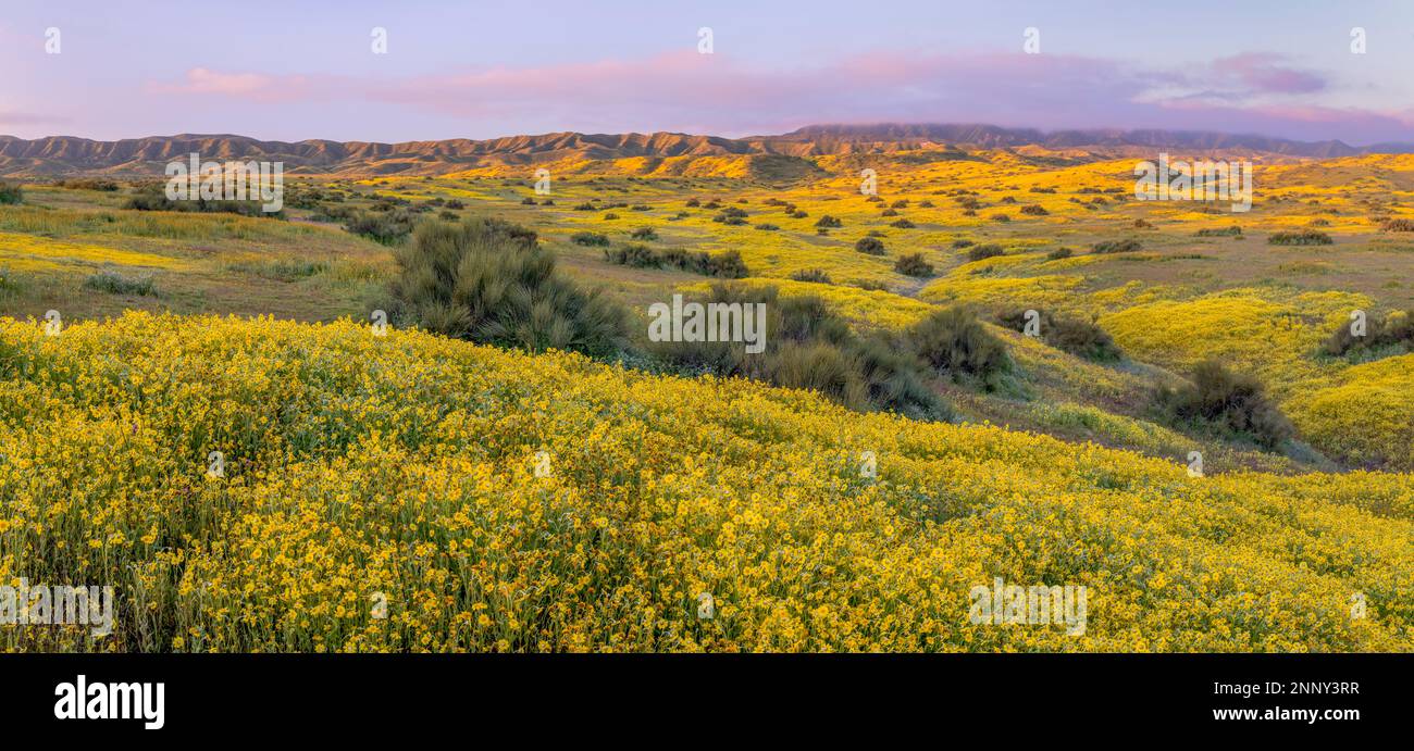 Yellow Coreopsis and fiddleneck flower field and Caliente Range foothills, California, USA Stock Photo