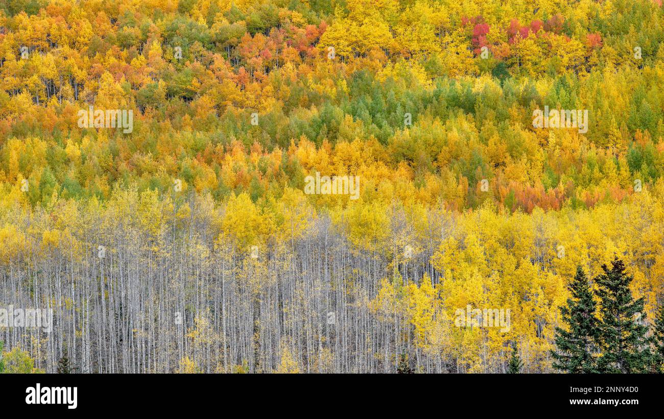 Aspen trees (Populus tremuloides) and Engelmann spruce (Picea engelmannii) in autumn, Uncompahgre National Forest, Colorado, USA Stock Photo