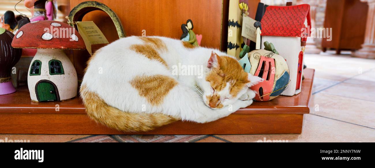 Photo of sleeping cat Stock Photo