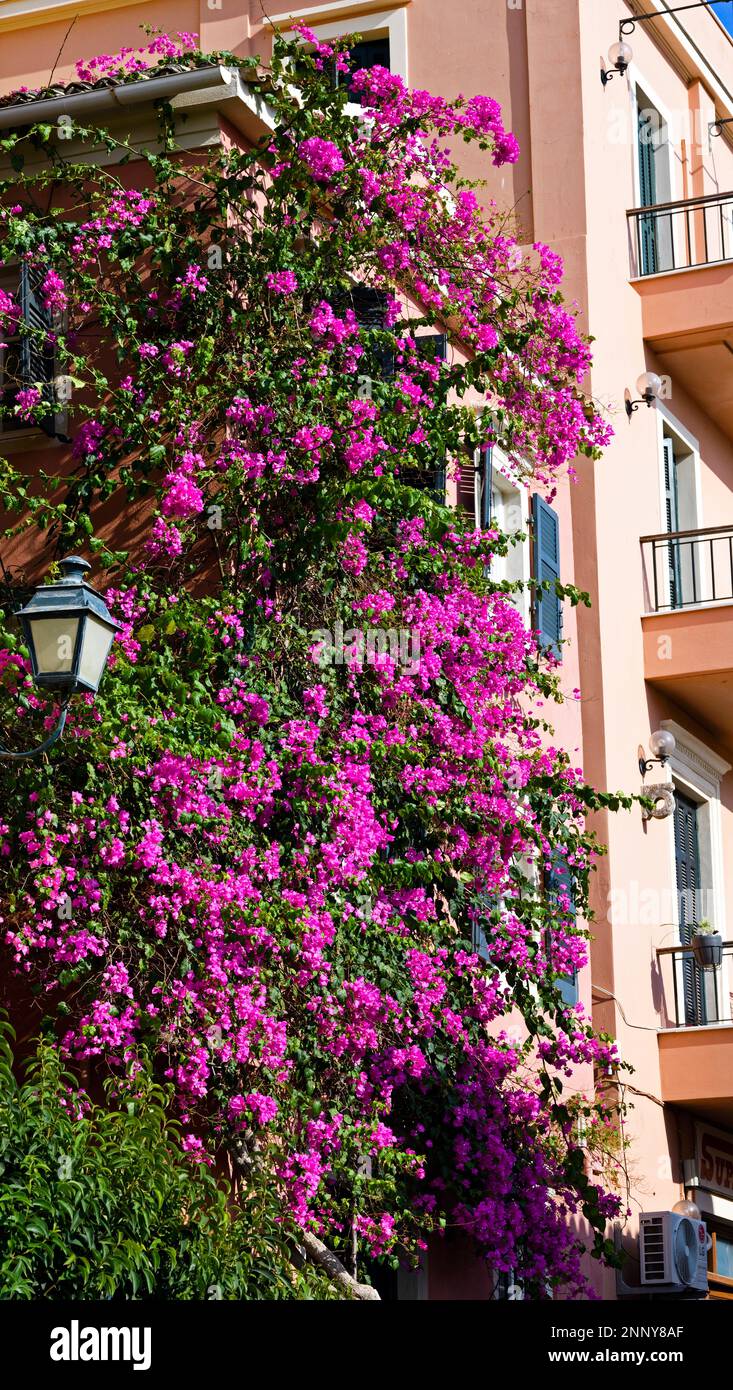 Flowering pink vine plant, Corfu, Ionian Islands, Greece Stock Photo