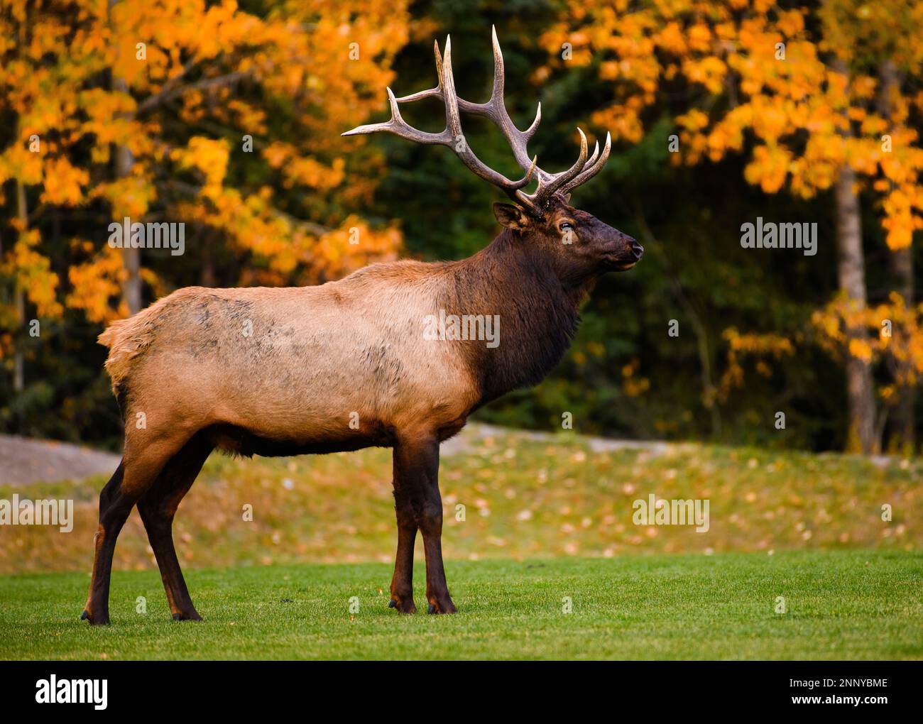 Bull elk (Cervus canadensis) in front of autumn colored trees, Canmore, Alberta, Canada Stock Photo