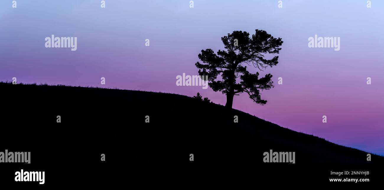 Limber pine (Pinus flexilis) tree silhouette on hillside, Alberta, Canada Stock Photo