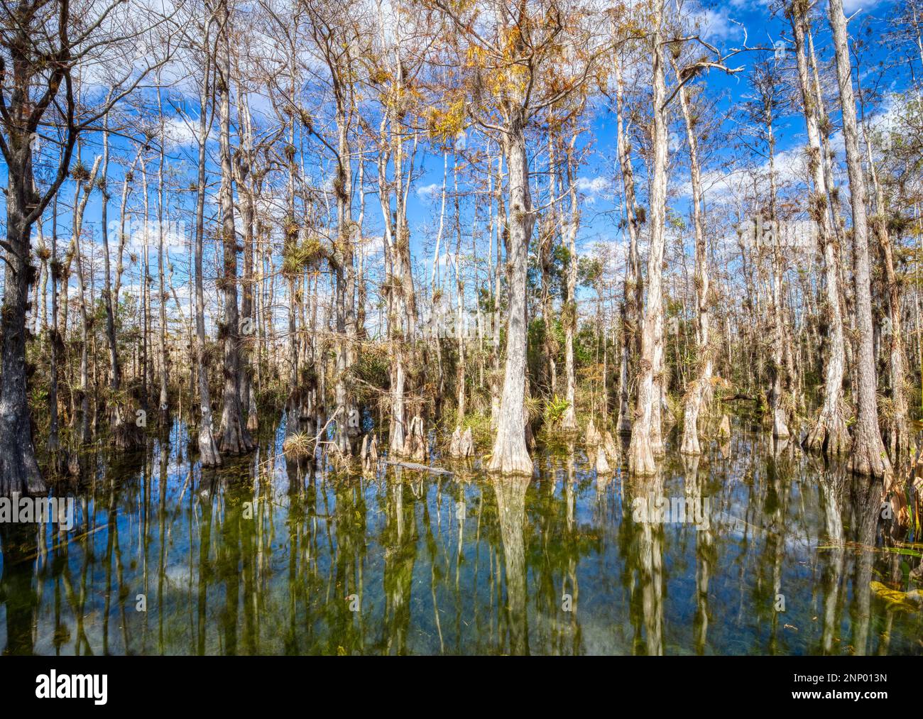 Trees in swamp, Loop Road, Big Cypress National Preserve, Florida, USA Stock Photo