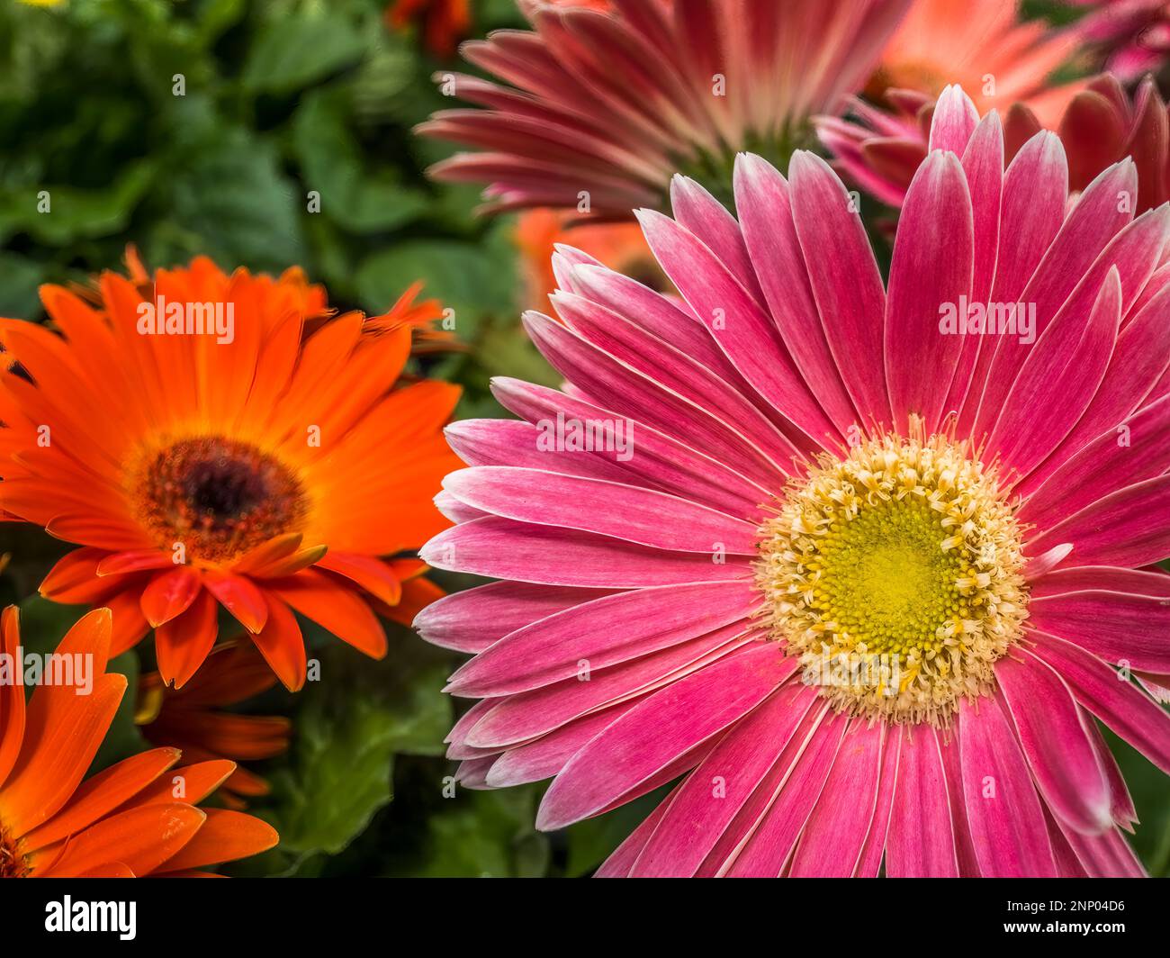 Close-up of pink daisy flowers Stock Photo