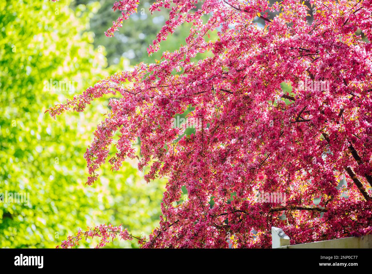 Pink blossoming crabapple tree in spring Stock Photo