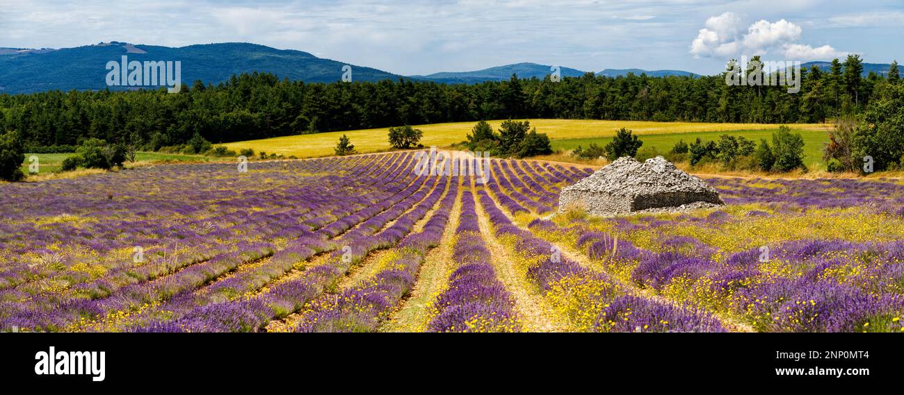 Stone bories in a lavender field, Ferrassieres, Provence-Alpes-Cote D'Azur, France Stock Photo