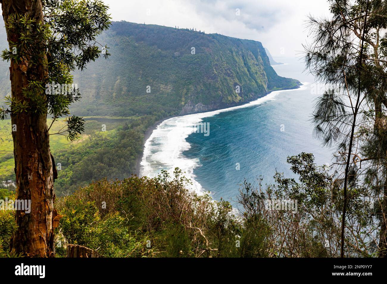 Located on the Hamakua Coast, Waipio Valley was the boyhood home of