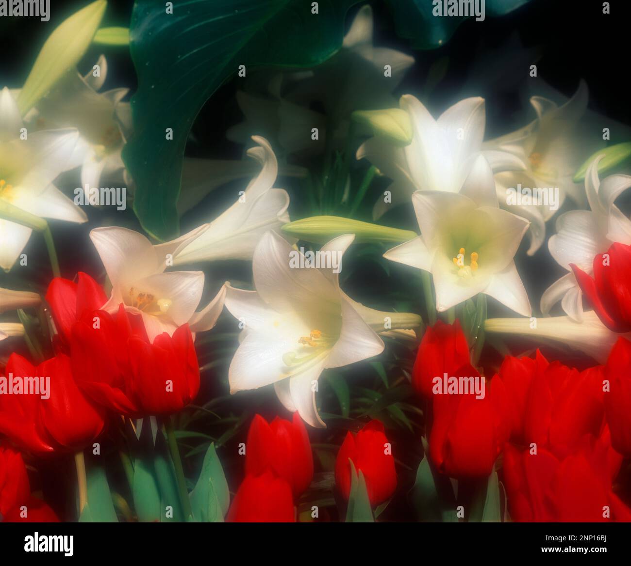 Tulips and Easter Lilies, Botanical Gardens, Buffalo, New York Stock