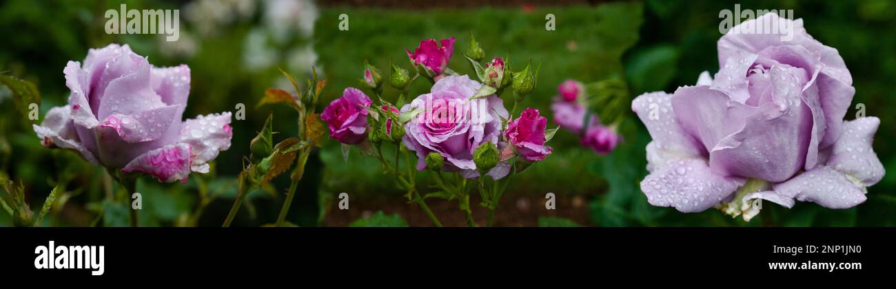 Rose red wet hi-res stock photography and images - Alamy