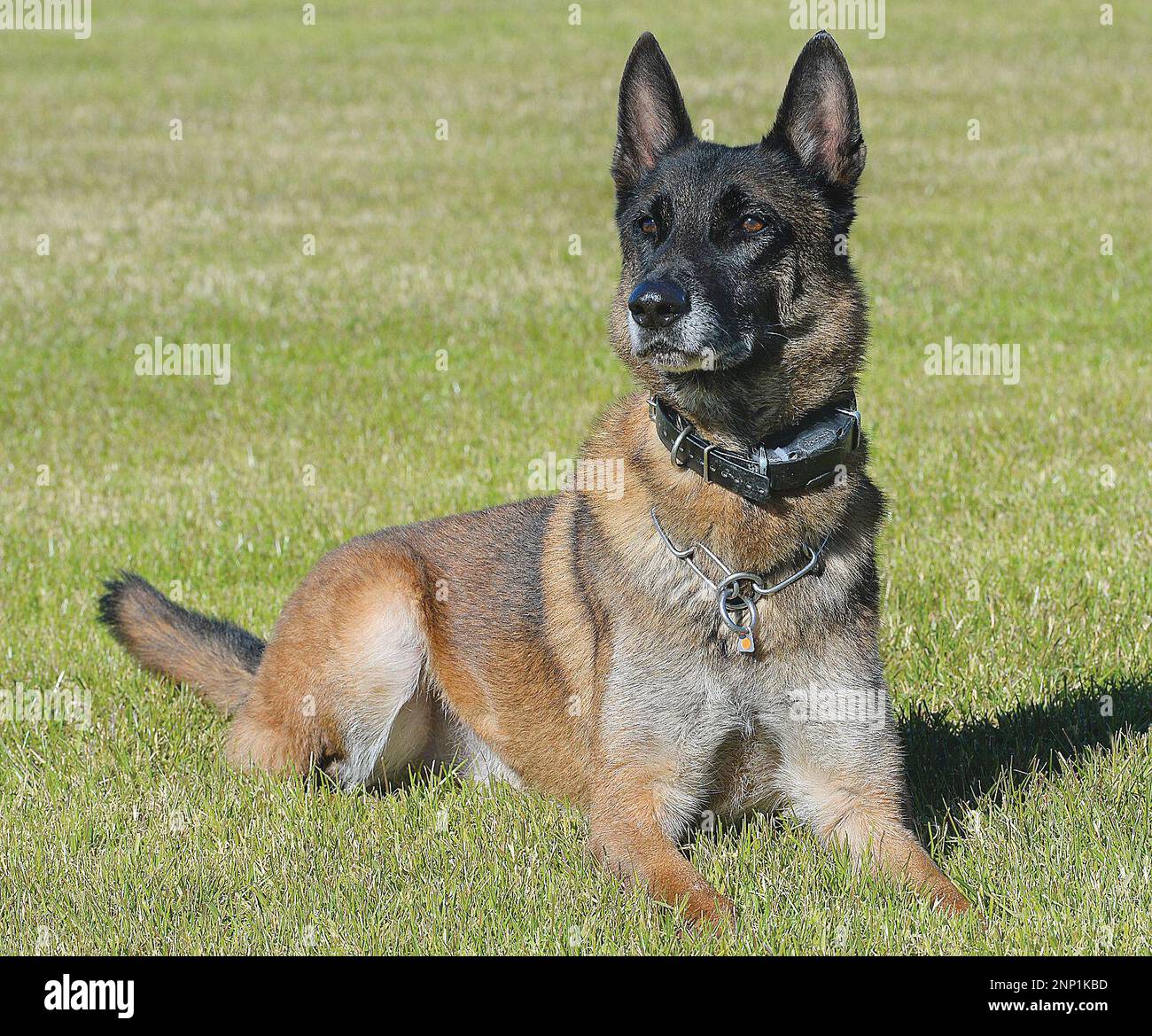 Police K9 Randy Retiring Yuma County Sheriff's Office K9