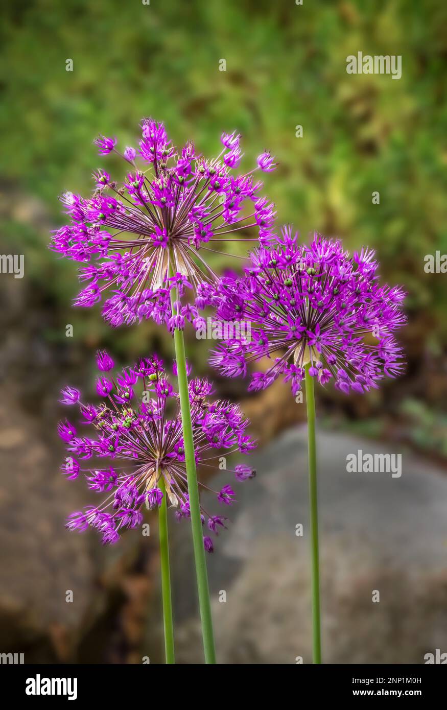 Plants purple leaf hi-res stock photography and images - Alamy