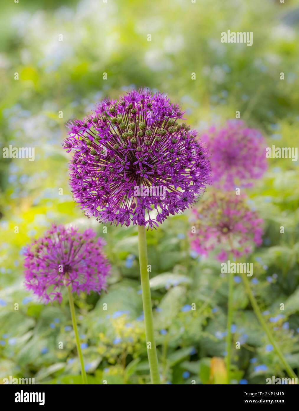 Close up of Ornamental Onion plants Stock Photo - Alamy