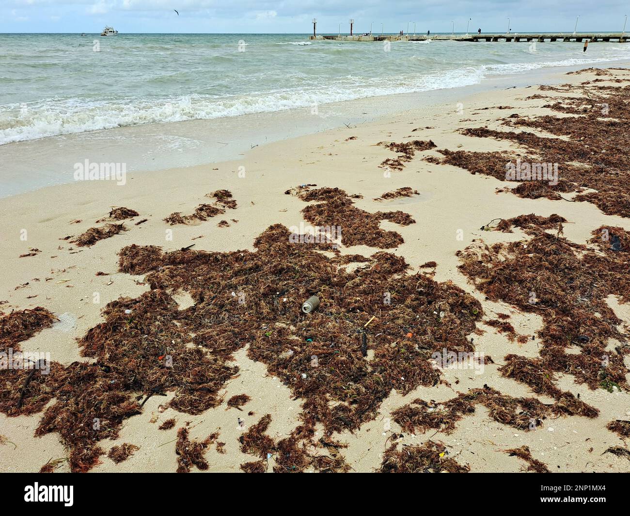 Sargassum on the shore of the beach, a type of seaweed in the Caribbean, a serious environmental