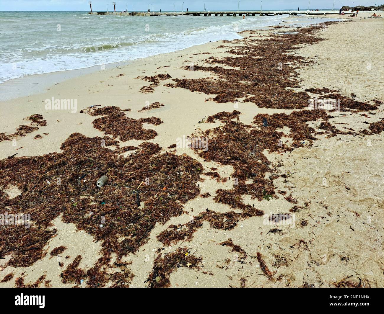 Sargassum on the shore of the beach, a type of seaweed in the Caribbean, a serious environmental