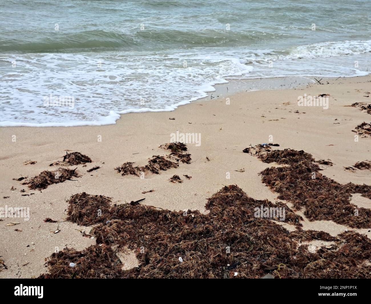 Sargassum on the shore of the beach, a type of seaweed in the Caribbean, a serious environmental