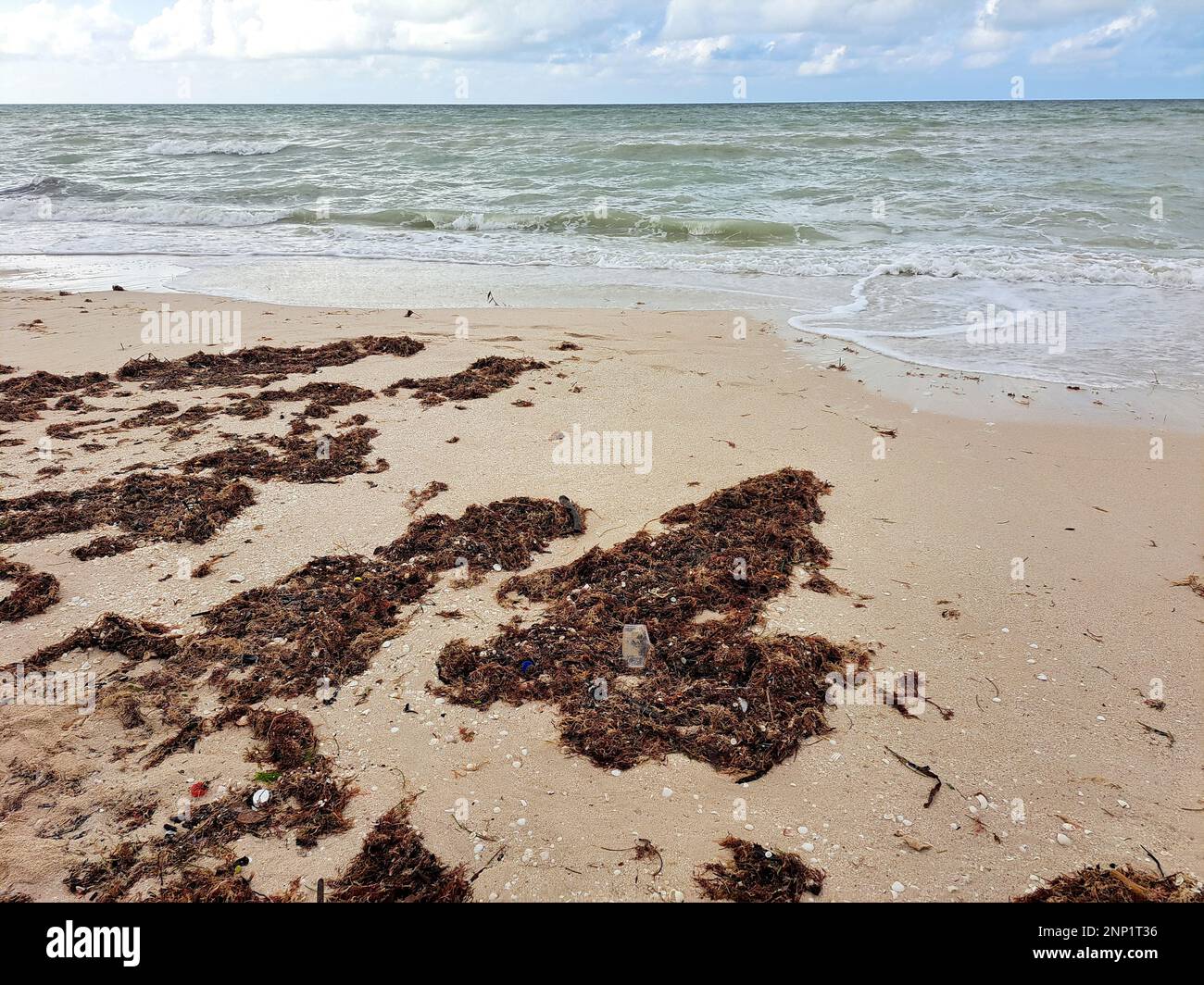 Sargassum on the shore of the beach, a type of seaweed in the Caribbean, a serious environmental