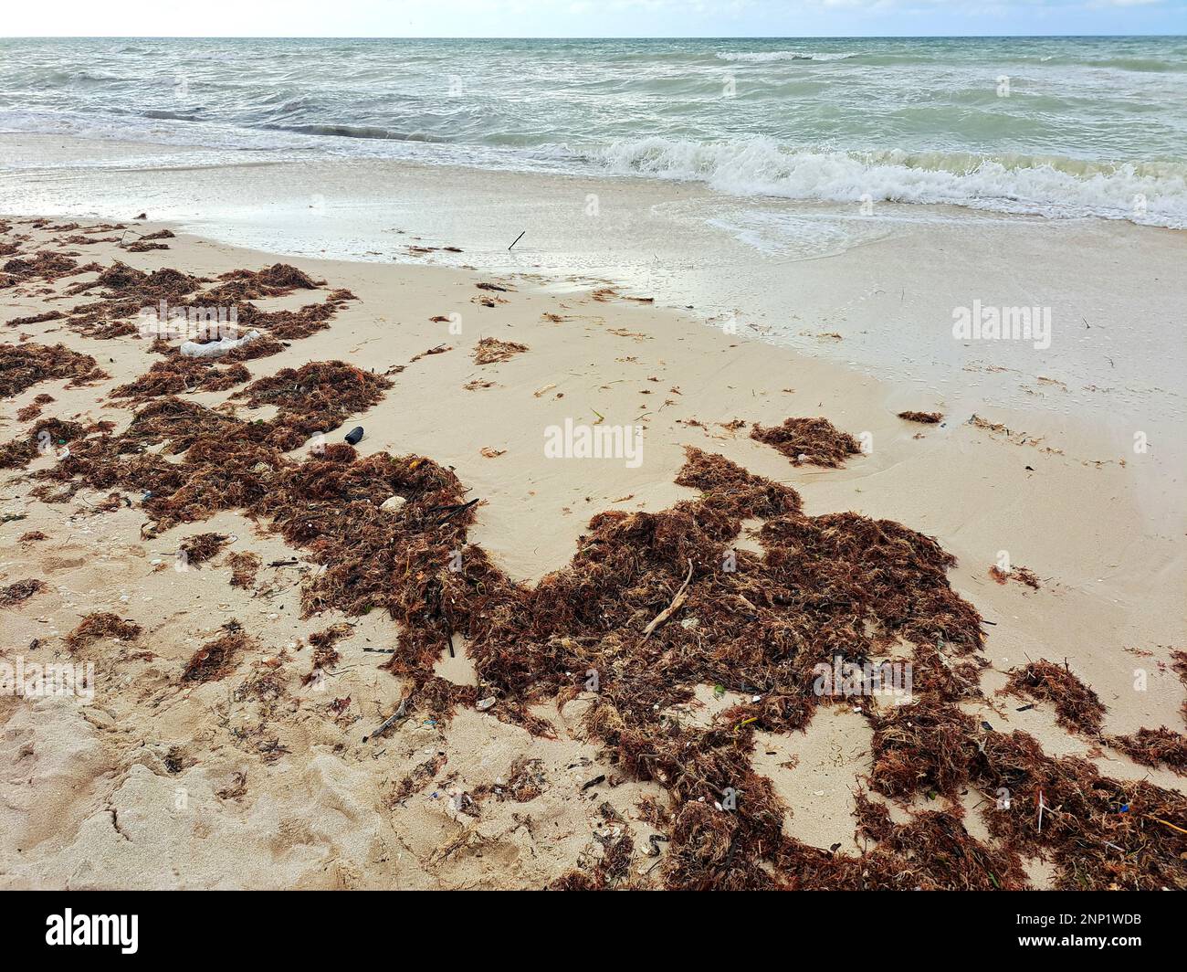 Sargassum on the shore of the beach, a type of seaweed in the Caribbean, a serious environmental