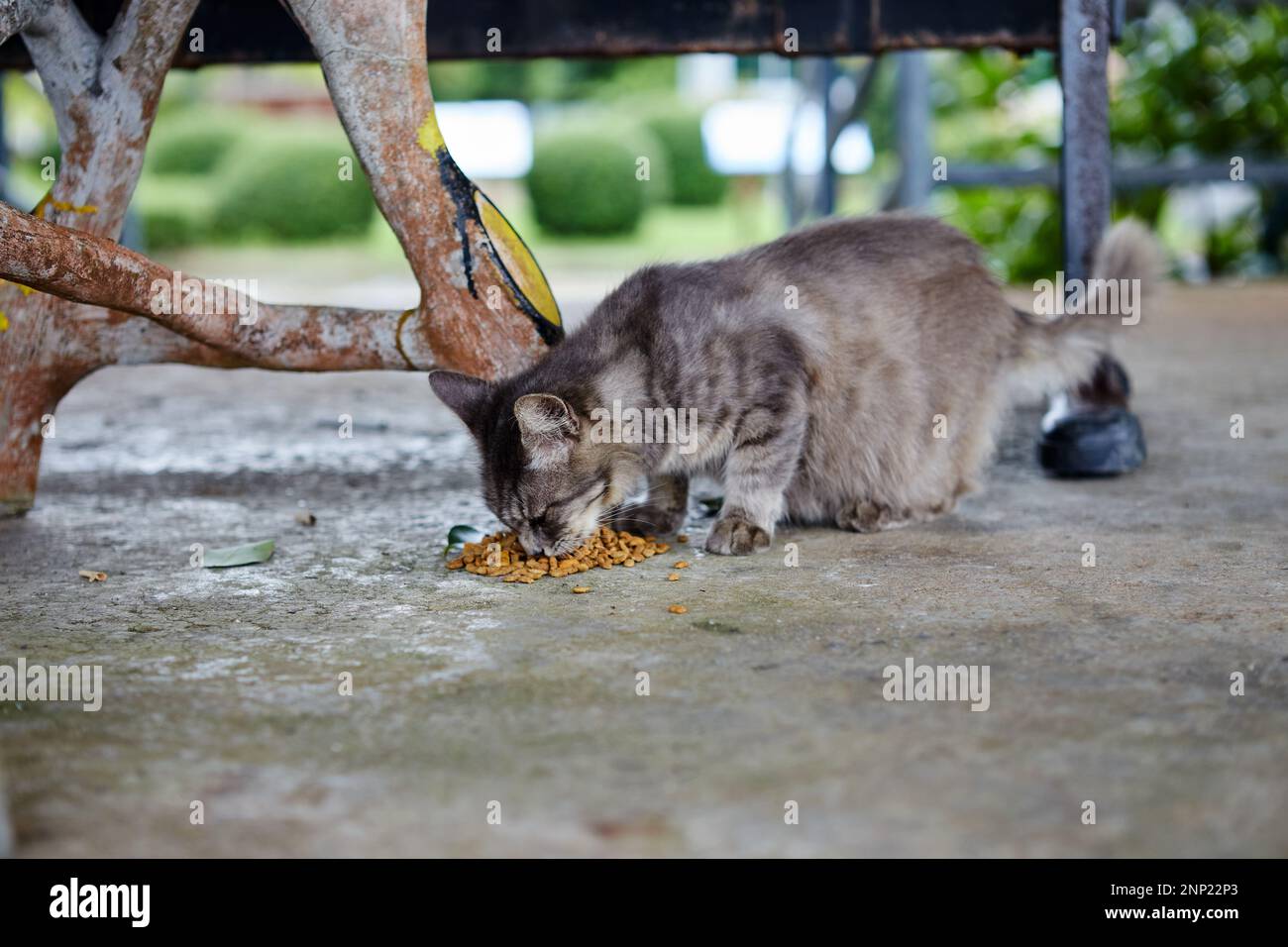 Pregnant cat eating on cement floor Stock Photo