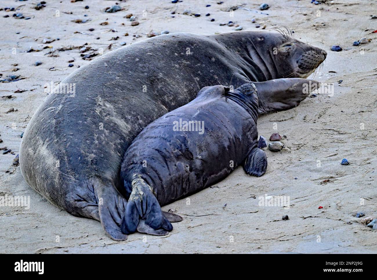 Northern Elephant Seal Mother and Pup - Mirounga angustirostris Stock Photo