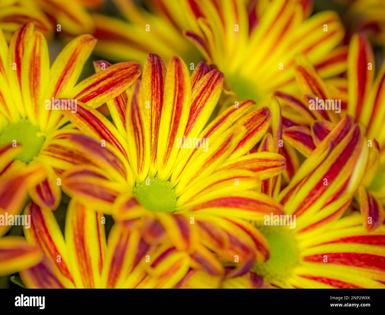 Pelee mums hi-res stock photography and images - Alamy, image size:1300x1064