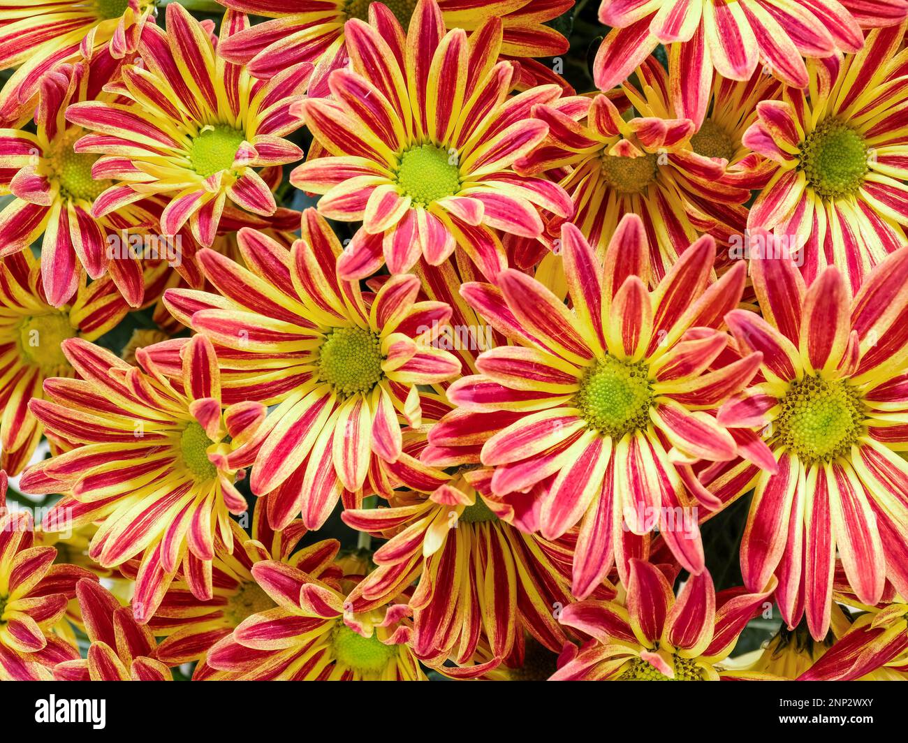 Pelee mums hi-res stock photography and images - Alamy, image size:1300x1064