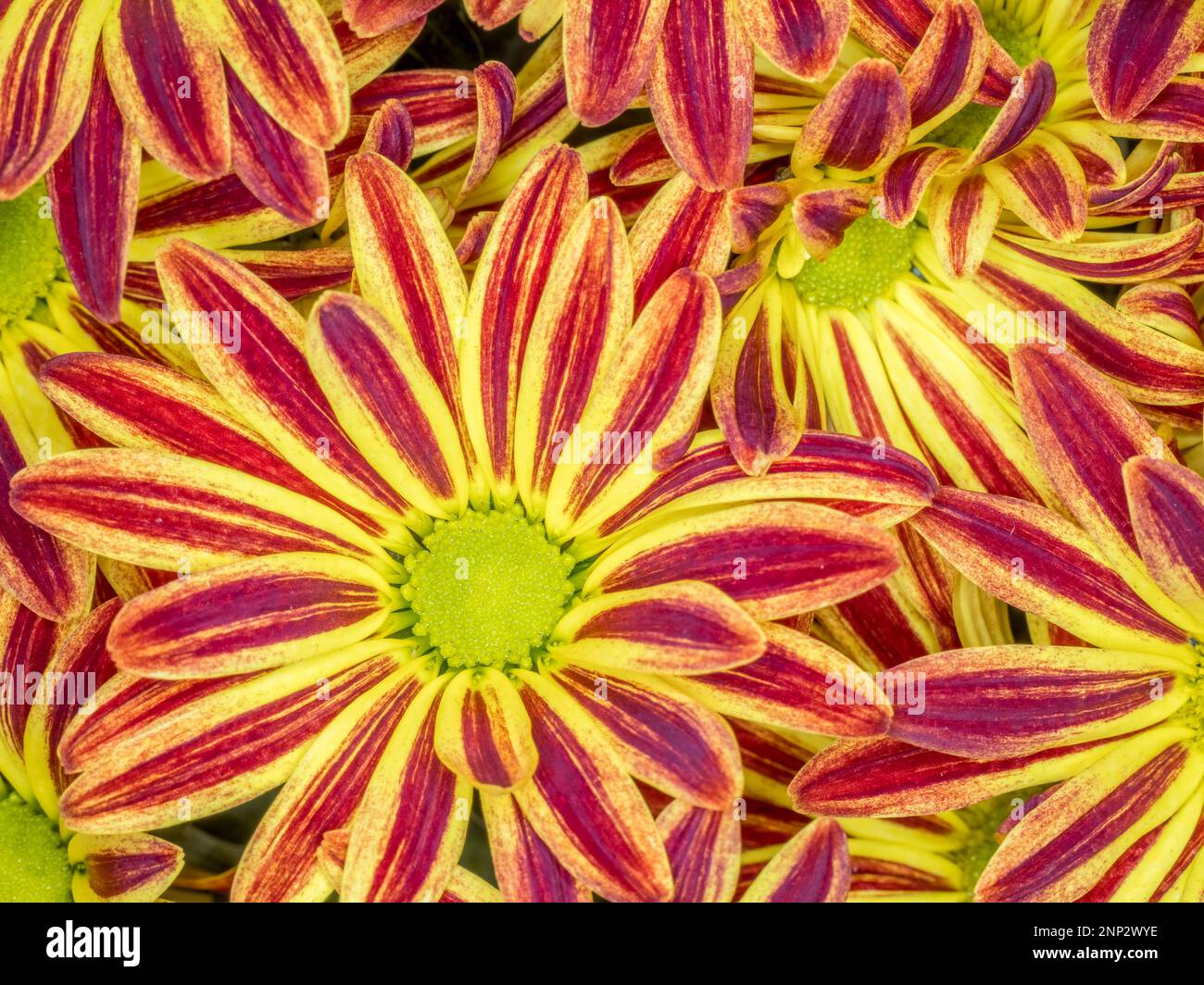 Pelee mums hi-res stock photography and images - Alamy, image size:1300x1064