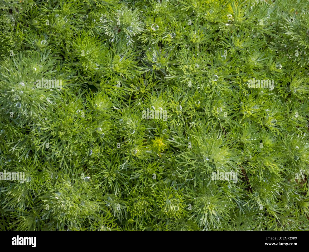 Leaves of Silver Mound Artemisia, Wormwood, Angels hair, Mugwort Stock Photo