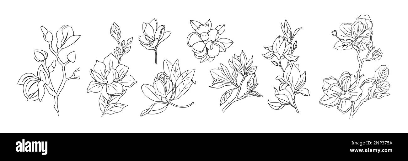 Magnolia flower line art vector illustration set Stock Vector Image ...