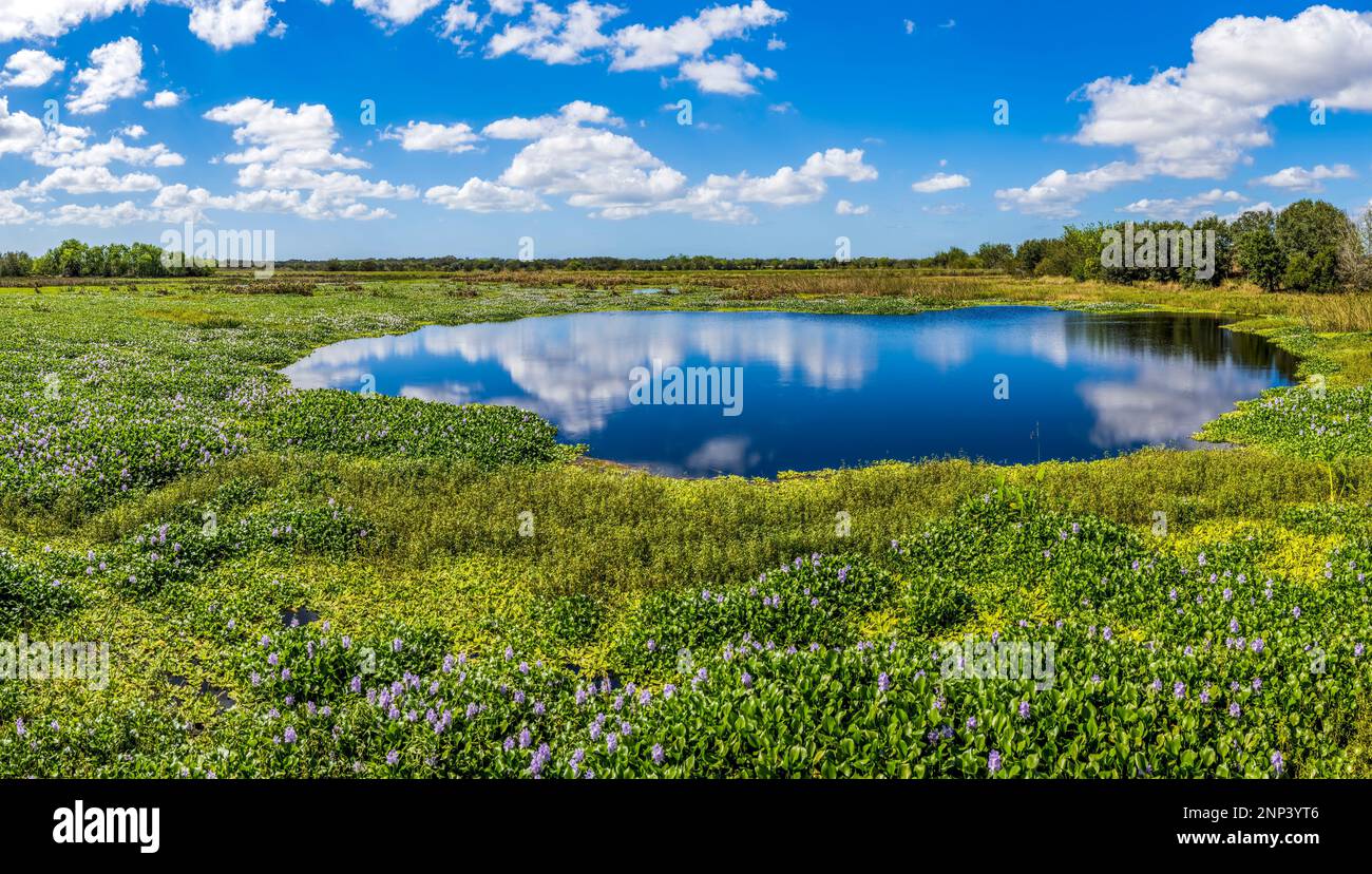 Pond on field, Sarasota, Florida, USA Stock Photo