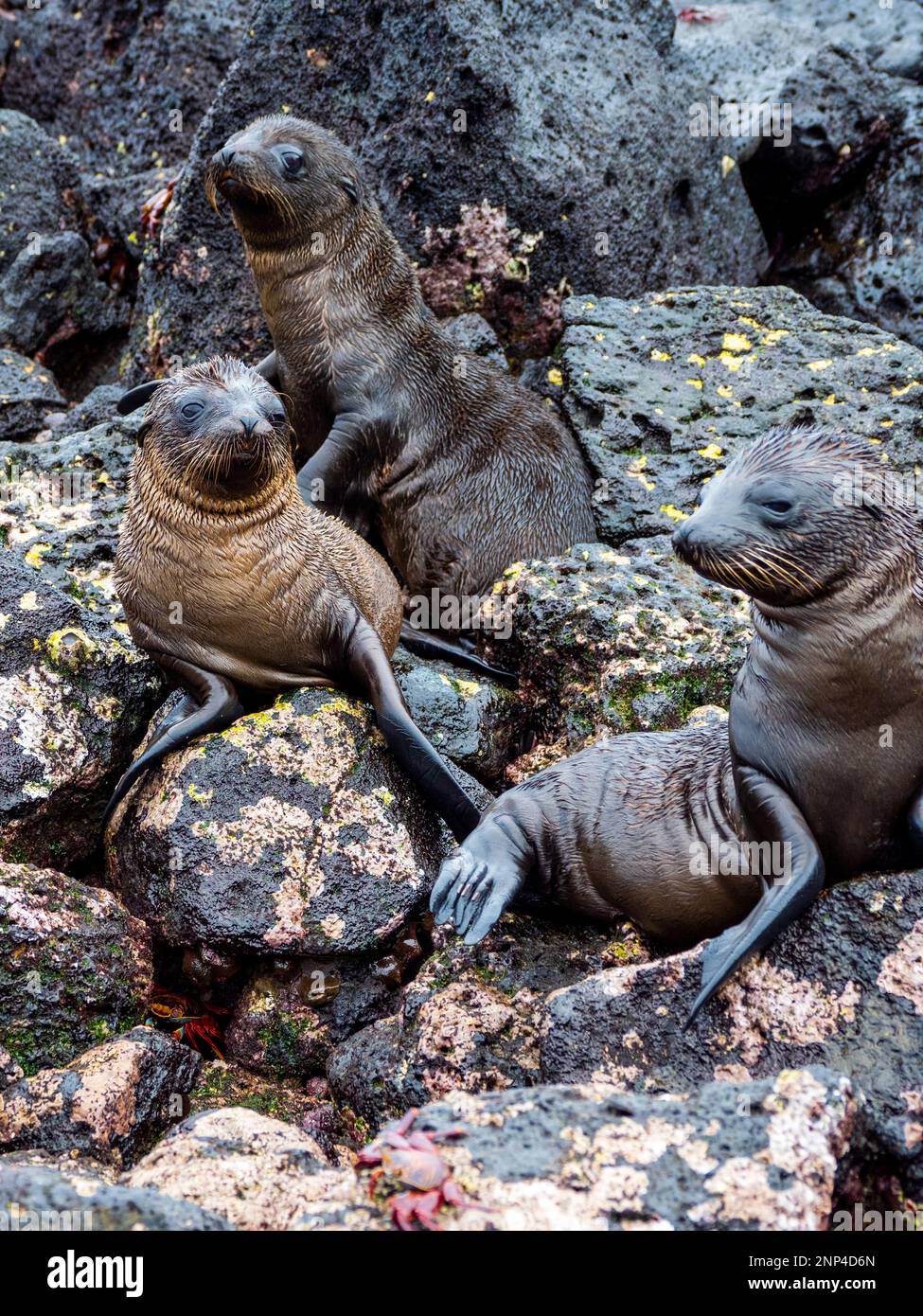 Sea lions on island, Santa Fe Island, Galapagos, Ecuador Stock Photo