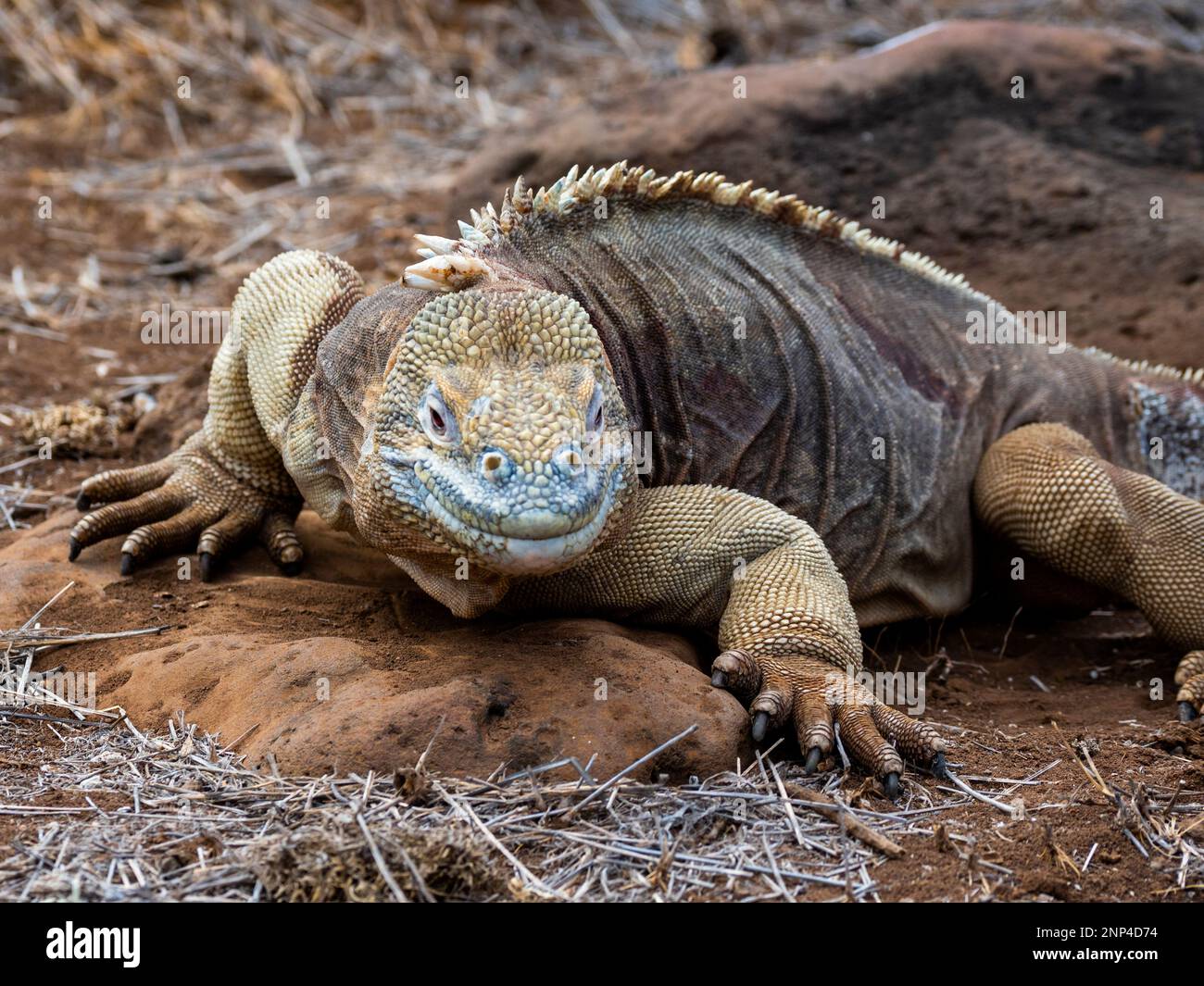 Land iguana, Santa Fe Island, Galapagos, Ecuador Stock Photo