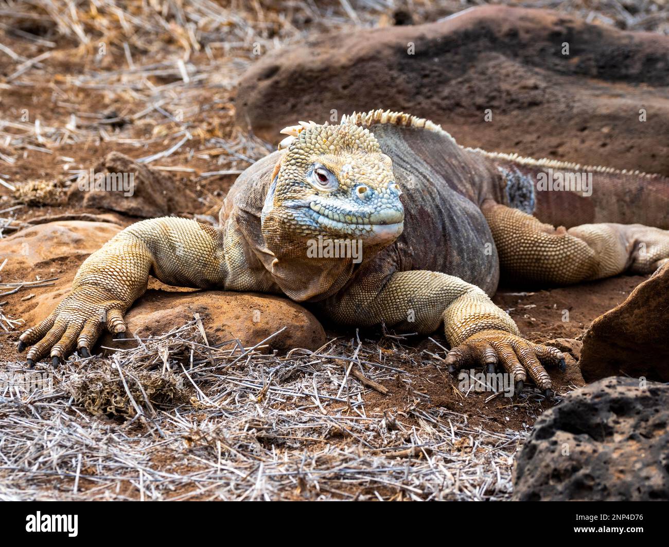 Land iguana, Santa Fe Island, Galapagos, Ecuador Stock Photo - Alamy
