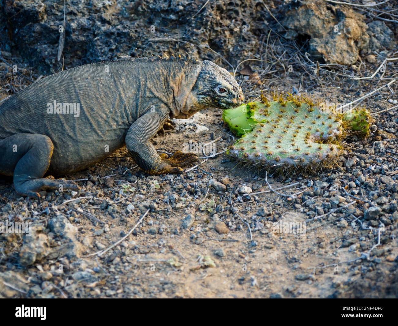 Marine iguana eating cactus fruit, South Plaza Island, Galapagos